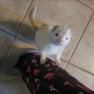 Meet your Posher, Nataliena